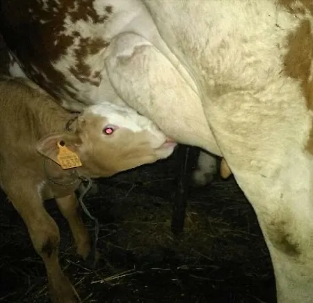 公寓 Saint-jacques Murat-sur-Vebre