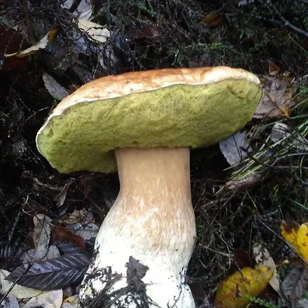 公寓 Saint-jacques